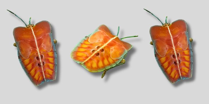 The image shows three brightly colored bugs with orange and green bodies. They have long antennae and wings that are folded over their backs.