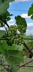 grapes detail look on fruits on vineyard