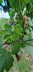 grapes detail look on fruits on vineyard