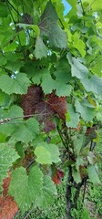 vineyard summer grapes in south moravia wine region