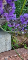 bee collecting pollen on a lavender