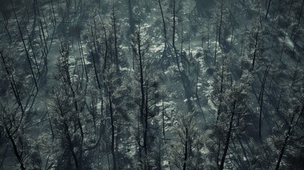 Obraz premium Overhead shot of a forest with tall, thin, leafless trees casting long shadows on the snowy ground, evoking a cold and serene mood.