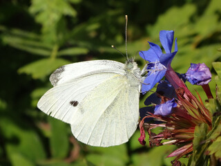 Small white butterfly (Pieris rapae) feeding on blue plumbago flowers