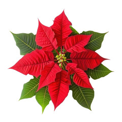 Vibrant Poinsettia Leaves on Transparent Background