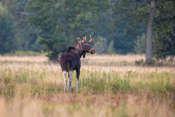 Moose Standing in Grass Field