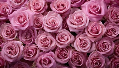 Naklejka premium huge bouquet of pink roses. background of pink roses. Top view
