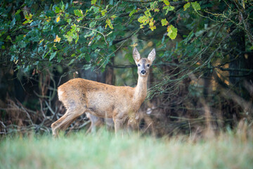 Young deer standing on a forest edge