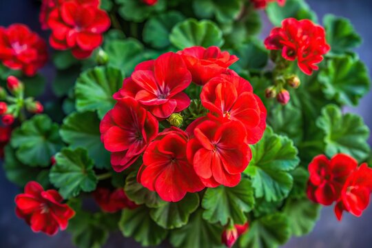 Impressionistic floral art of red geraniums from bird's eye view