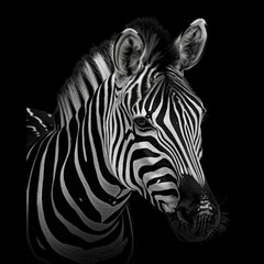 Fototapeta premium Majestic Zebra Portrait on Black Background