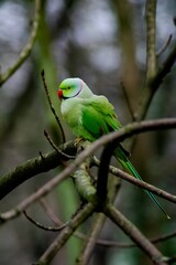 green parrot on branch
