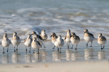 Sanderlinge an der bretonischen Küste