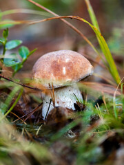 Boletus in the forest, cep, penny bun, porcino, porcini