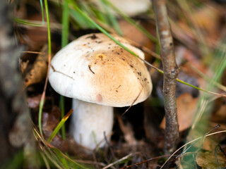 Borowik w lesie, grzyb, jesień 