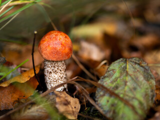 Koźlarz babka - grzyb w lesie 