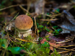 Borowik w lesie, grzyby, grzybobranie