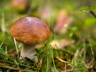 Boletus in the forest, cep, penny bun, porcino, porcini