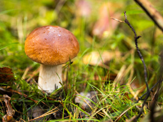 Boletus in the forest, cep, penny bun, porcino, porcini