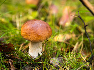 Borowik w lesie, grzyb, jesień 