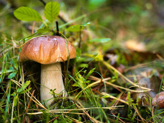 Borowik w lesie, grzyb, jesień 