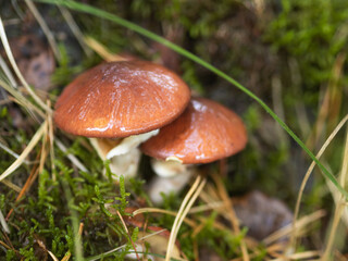 Maślaki, grzyby w lesie, dwa maślaki, grzyb  