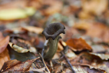 Craterellus cornucopioides mushrooms, black chanterelle is growing in forest among dry leaves