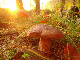orange cap boletus