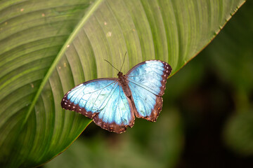 Blue Morpho Butterfly (Morpho menelaus) in tropical rainforests, commonly found in Central and South America.