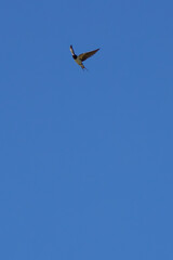 Barn Swallow (Hirundo rustica) spotted in Father Collins Park, Dublin, commonly found across Europe.