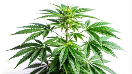 Isolated cannabis marijuana drought and leaves on the white background Long Shot