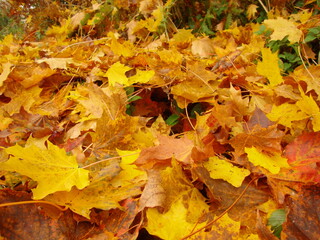 autumn leaves background