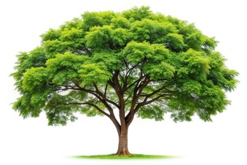 Isolated tamarind tree on white background clipping path