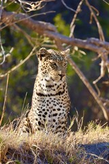 gorgeous leopard