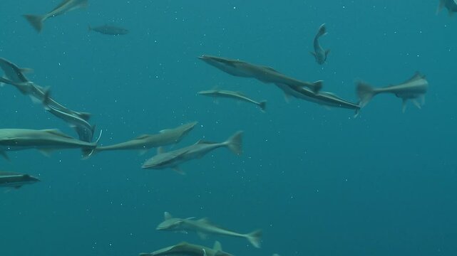 A school of remoras swims frenetically after feeding, in the blue surface waters, their unique behavior illustrating their role in marine ecosystems. Check my portfolio for more footage of remoras.