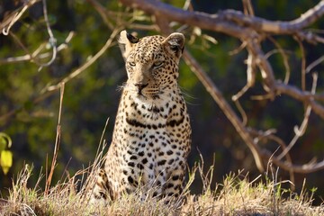leopard in the grass