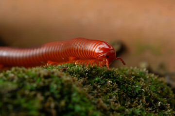 Rusty millipede or asian common millipede (trigoniulus corallinus) crawling on humid moss surface in indonesian tropical climate. Shot in the morning during golden hour, natural background