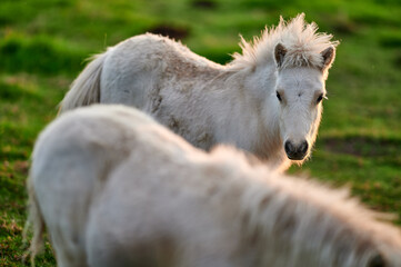 Obraz premium Two Young Ponies Nuzzling in an Evening Pasture in Rural Iceland, Captured in Soft Natural Light, Displaying Affectionate Behavior