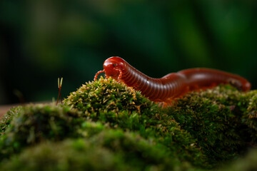 Rusty millipede or asian common millipede (trigoniulus corallinus) crawling on humid moss surface in indonesian tropical climate. Shot in the morning during golden hour, natural background