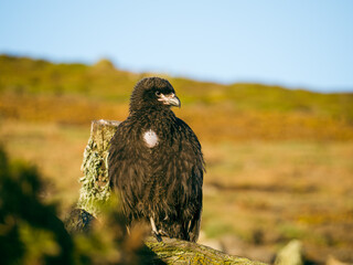 Caracara the flying Monkey in New Island, Falkland Islands