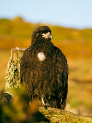 Caracara the flying Monkey in New Island, Falkland Islands
