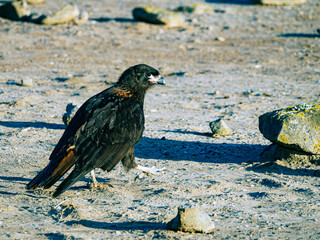 Caracara the flying Monkey in New Island, Falkland Islands