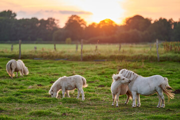 Obraz premium Ponies Grazing and Socializing in a Vibrant Pasture at Sunset in Rural Iceland, Bathed in Golden Ambient Light