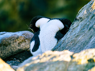 Rockhopper penguins in New Island Falkland Islands 