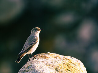 Cobb's Wren, Endemic in Falkland Island