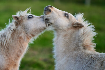 Two Young Ponies Nuzzling in an Evening Pasture in Rural Iceland, Captured in Soft Natural Light,...