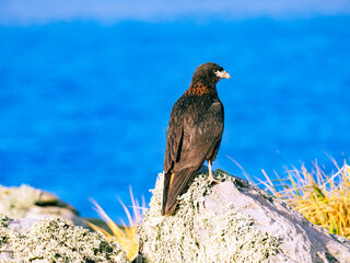 Caracara the flying Monkey in New Island, Falkland Islands