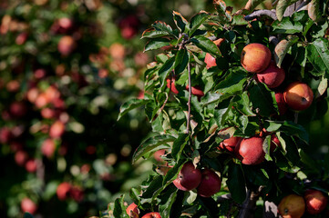 Cluster of Ripe Red Apples Hanging on a Branch in a Sunlit Orchard During Early Autumn, Captured in Soft Natural Light