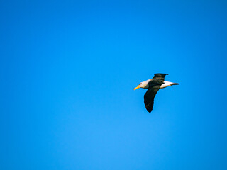 Black browed Albatross flying in New Island, Falkland Islands.