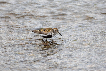 Dunlin in the water