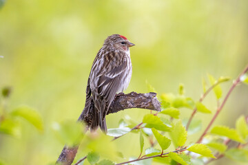 common redpoll on a branch