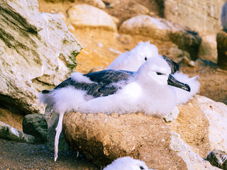 Junenile Black Browed Albatross, New Island, Falkland Islands 